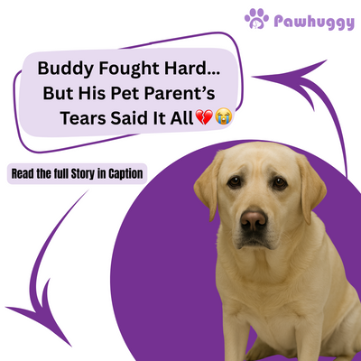 Buddy Fought Hard… But His Pet Parent’s Tears Said It All
