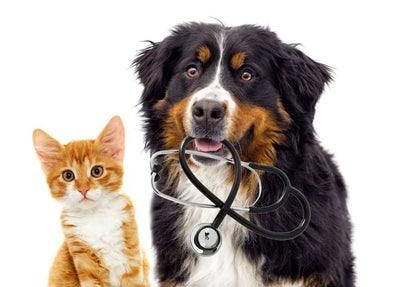 Common Pet Hygiene Mistakes and How to Avoid Them
