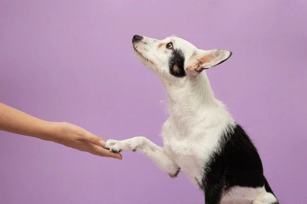 2025 U.S. Pet Trends: How Pawhuggy Brings the Best for Your Pets