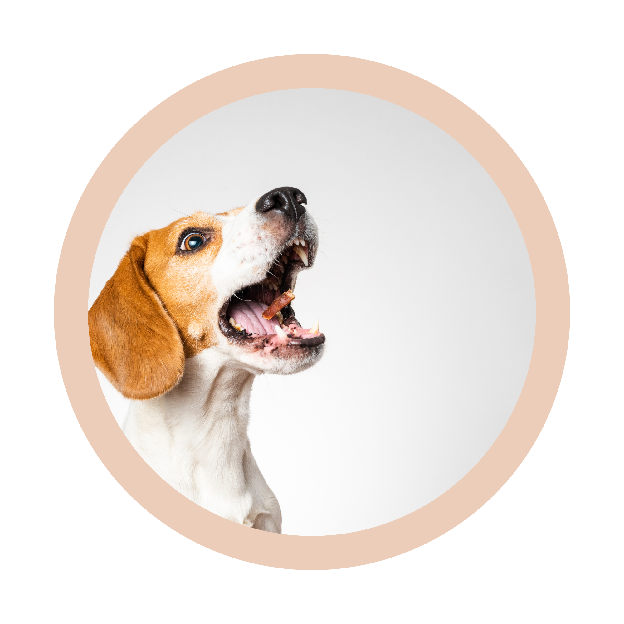 Eye Care for Pets