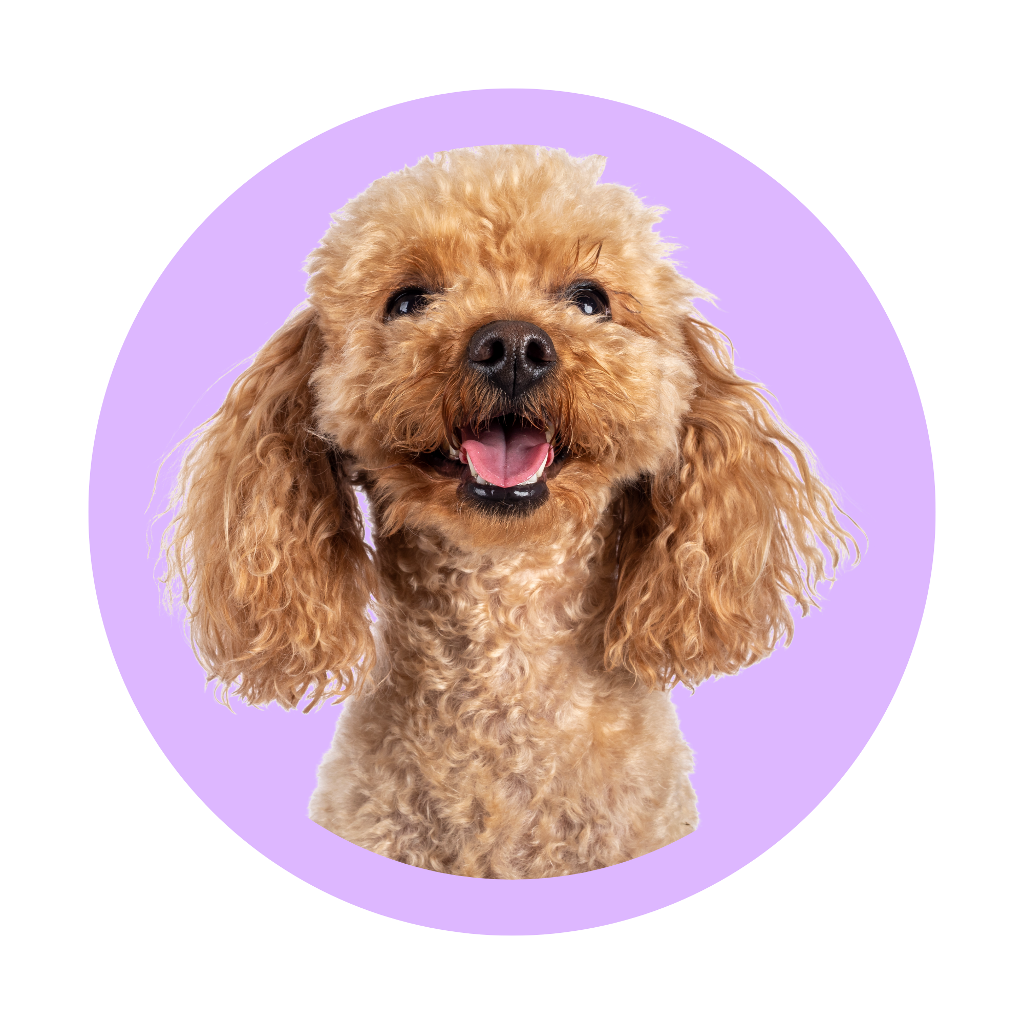 Dental Care for Pets