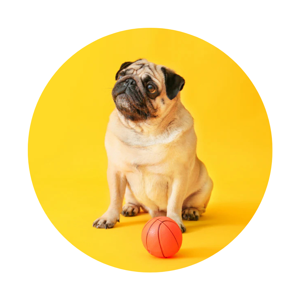 Dog Toys – Pawhuggy